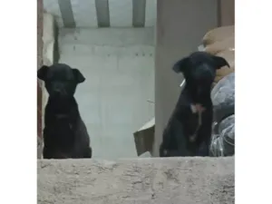 Cachorro raça SRD-ViraLata idade Abaixo de 2 meses nome Sem nome