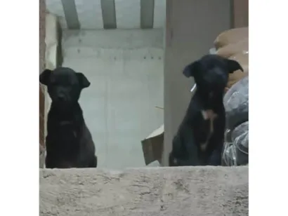 Cachorro raça SRD-ViraLata idade Abaixo de 2 meses nome Sem nome