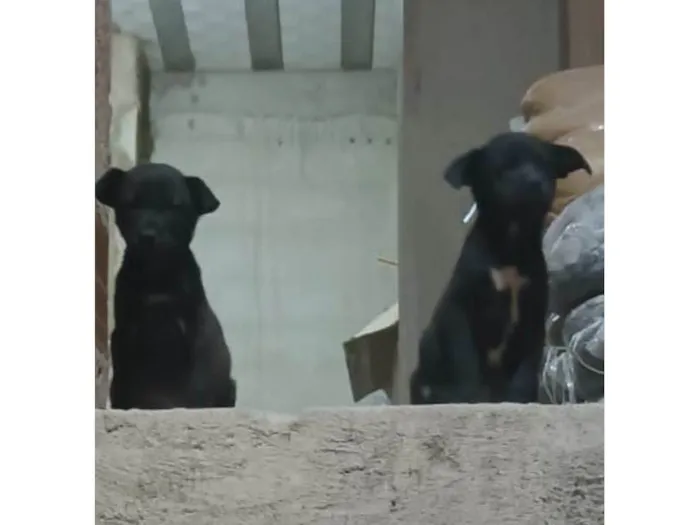 Cachorro ra a SRD-ViraLata idade Abaixo de 2 meses nome Sem nome