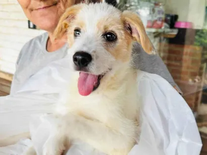 Cachorro raça SRD-ViraLata idade 2 a 6 meses nome Alemão 