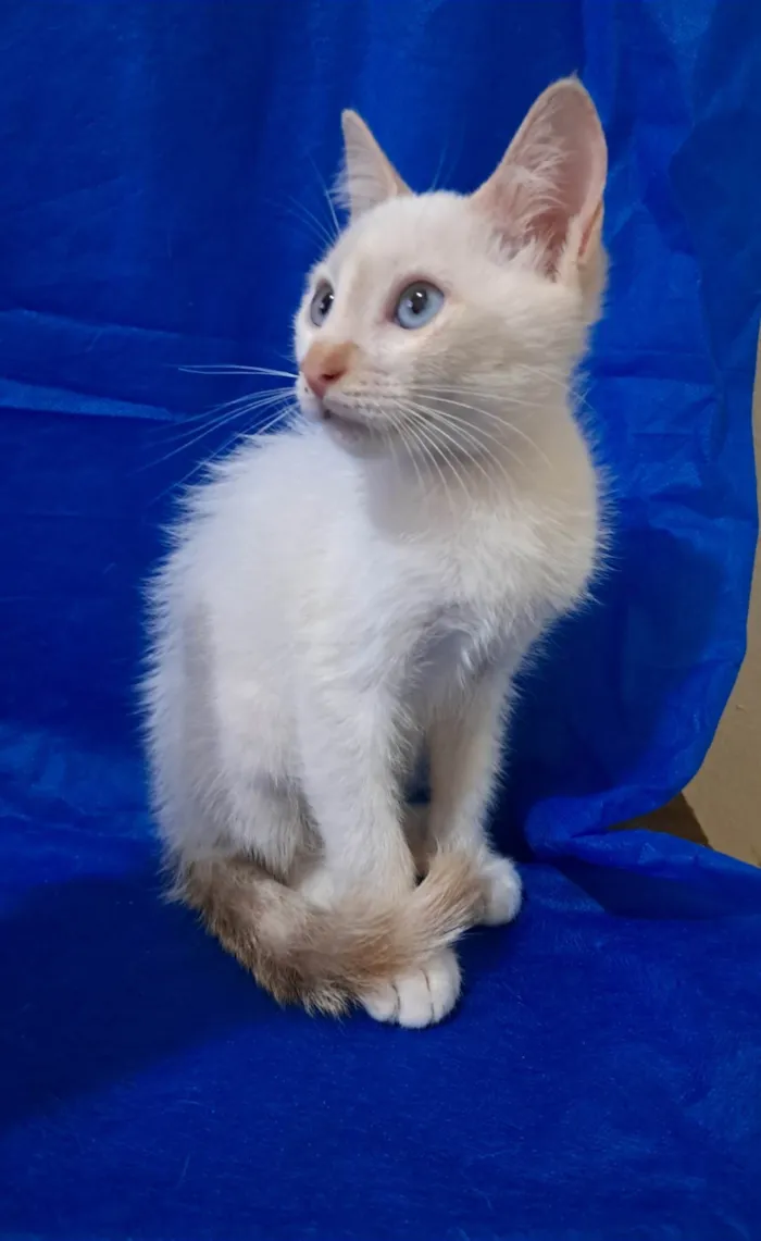 Gato ra a SRD-ViraLata idade 2 a 6 meses nome Jorginho 