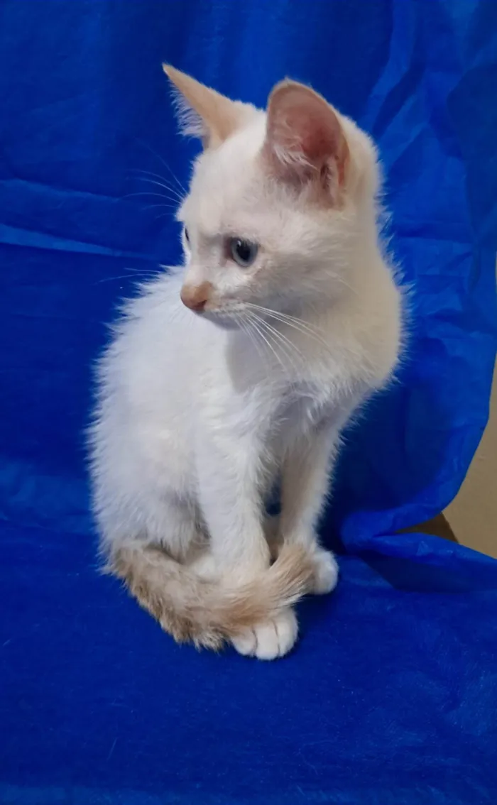 Gato ra a SRD-ViraLata idade 2 a 6 meses nome Jorginho 