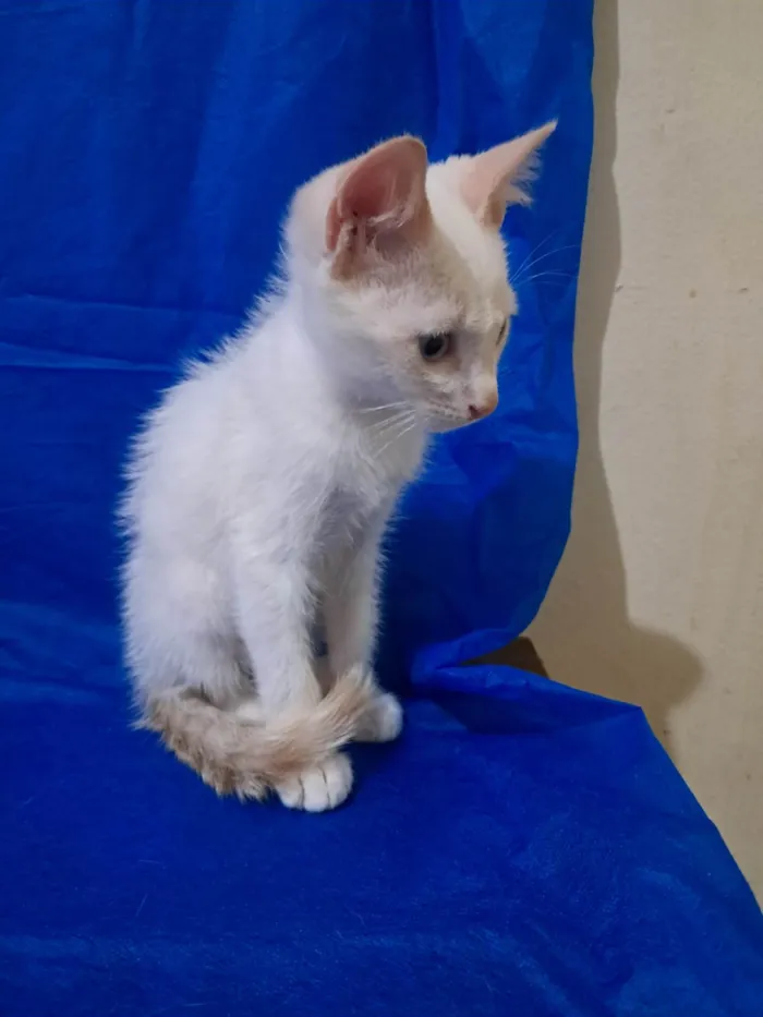 Gato ra a SRD-ViraLata idade 2 a 6 meses nome Jorginho 