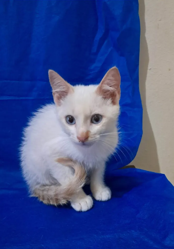 Gato ra a SRD-ViraLata idade 2 a 6 meses nome Jorginho 