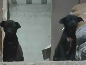 Cachorro raça SRD-ViraLata idade Abaixo de 2 meses nome Sem nome