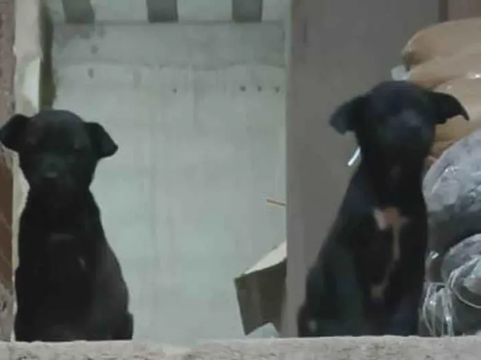 Cachorro ra a SRD-ViraLata idade Abaixo de 2 meses nome Sem nome
