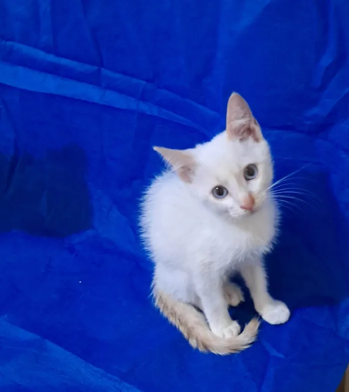Gato ra a SRD-ViraLata idade 2 a 6 meses nome Jorginho 
