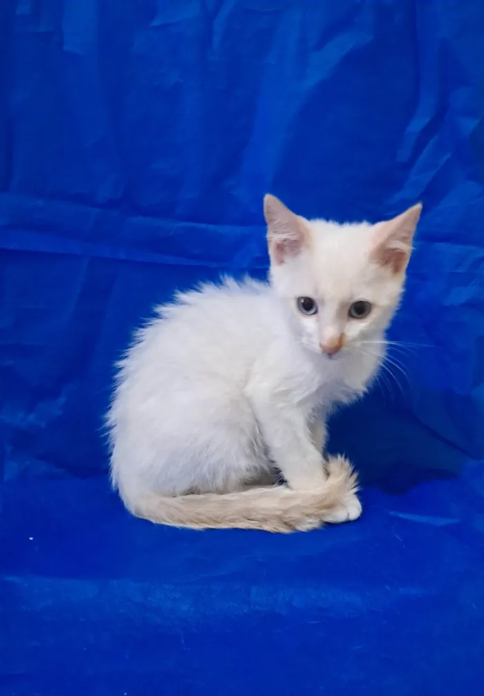 Gato ra a SRD-ViraLata idade 2 a 6 meses nome Jorginho 