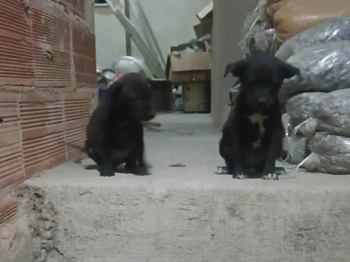Cachorro ra a SRD-ViraLata idade Abaixo de 2 meses nome Sem nome