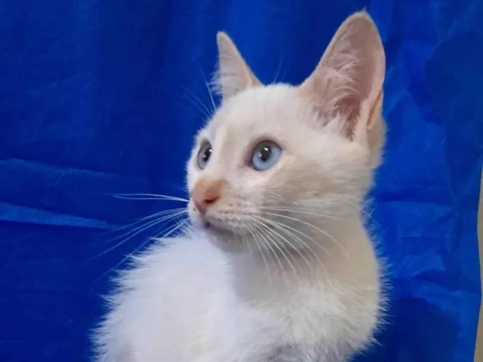 Gato ra a SRD-ViraLata idade 2 a 6 meses nome Jorginho 