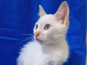 Gato raça SRD-ViraLata idade 2 a 6 meses nome Jorginho 