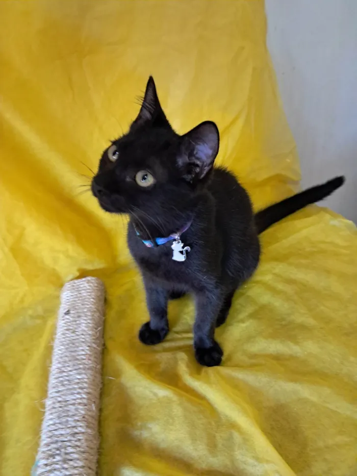 Gato ra a SRD-ViraLata idade 2 a 6 meses nome Frank