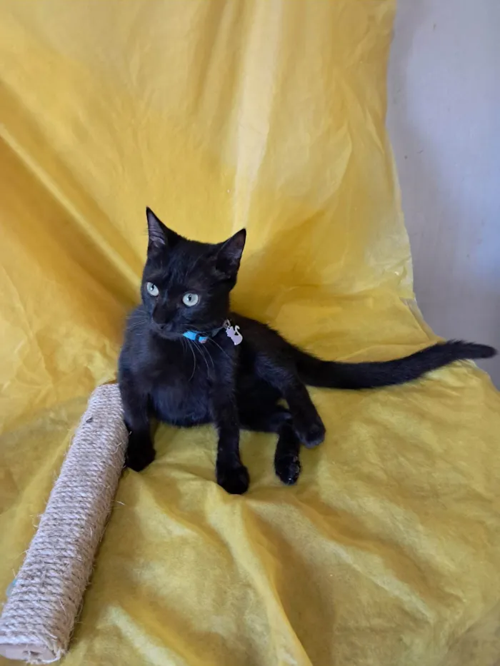 Gato ra a SRD-ViraLata idade 2 a 6 meses nome Frank
