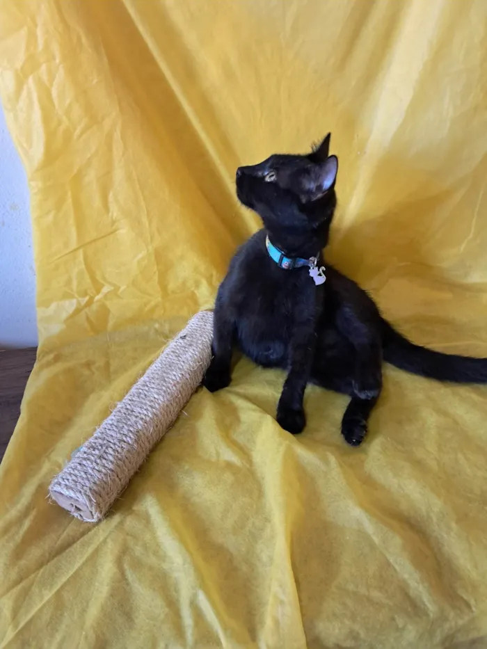 Gato ra a SRD-ViraLata idade 2 a 6 meses nome Frank