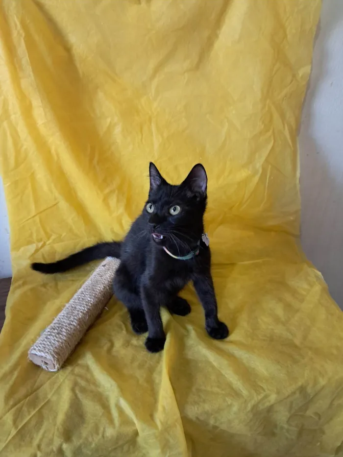 Gato ra a SRD-ViraLata idade 2 a 6 meses nome Frank