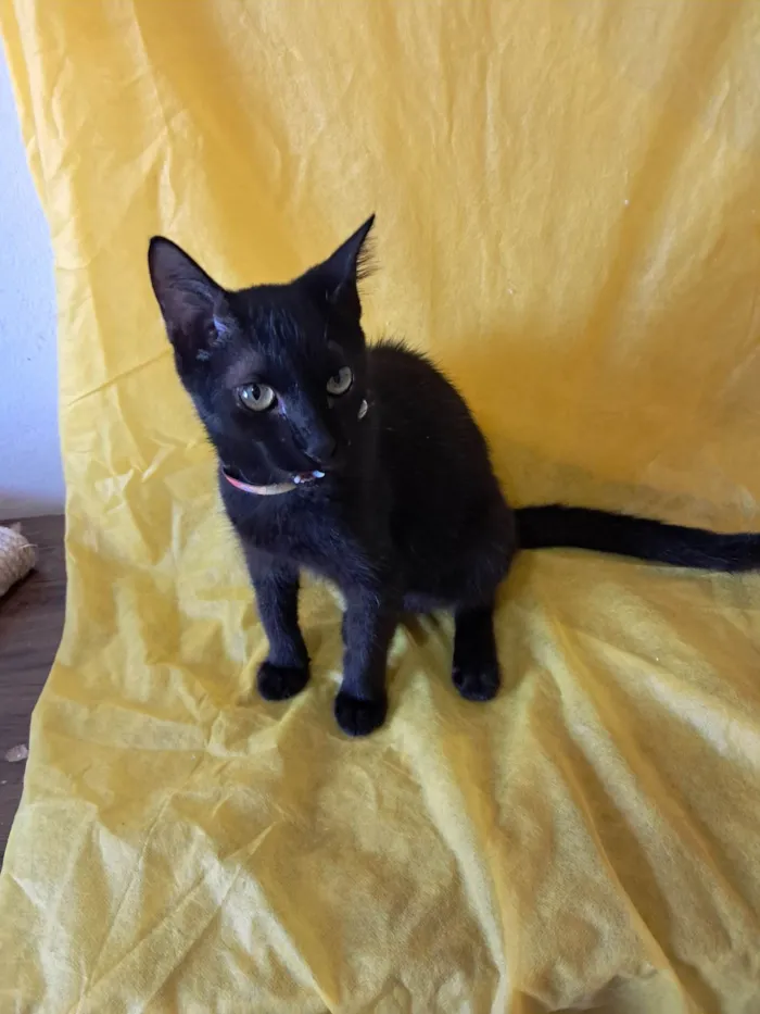 Gato ra a SRD-ViraLata idade 2 a 6 meses nome Frank