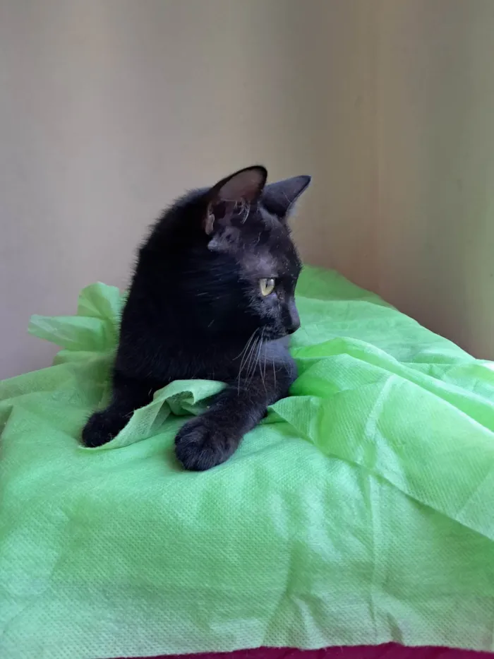Gato ra a SRD-ViraLata idade 2 a 6 meses nome Frank