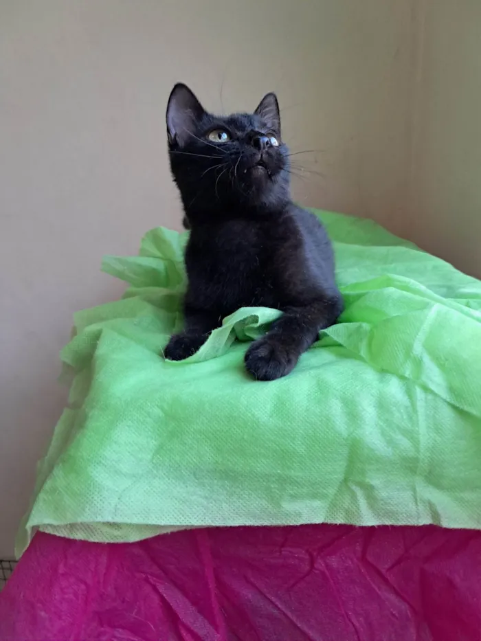 Gato ra a SRD-ViraLata idade 2 a 6 meses nome Frank
