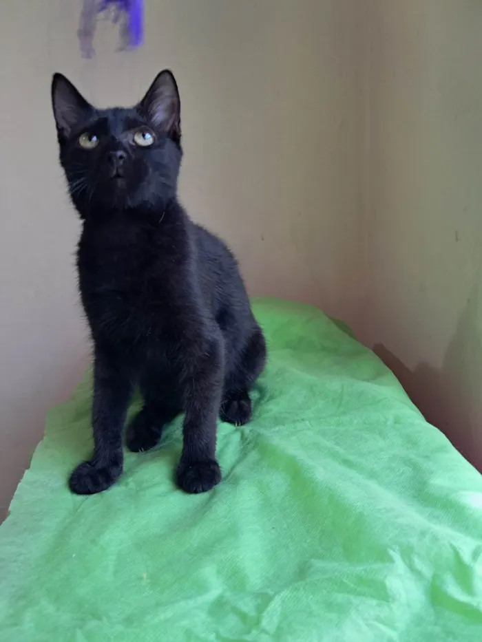 Gato ra a SRD-ViraLata idade 2 a 6 meses nome Frank