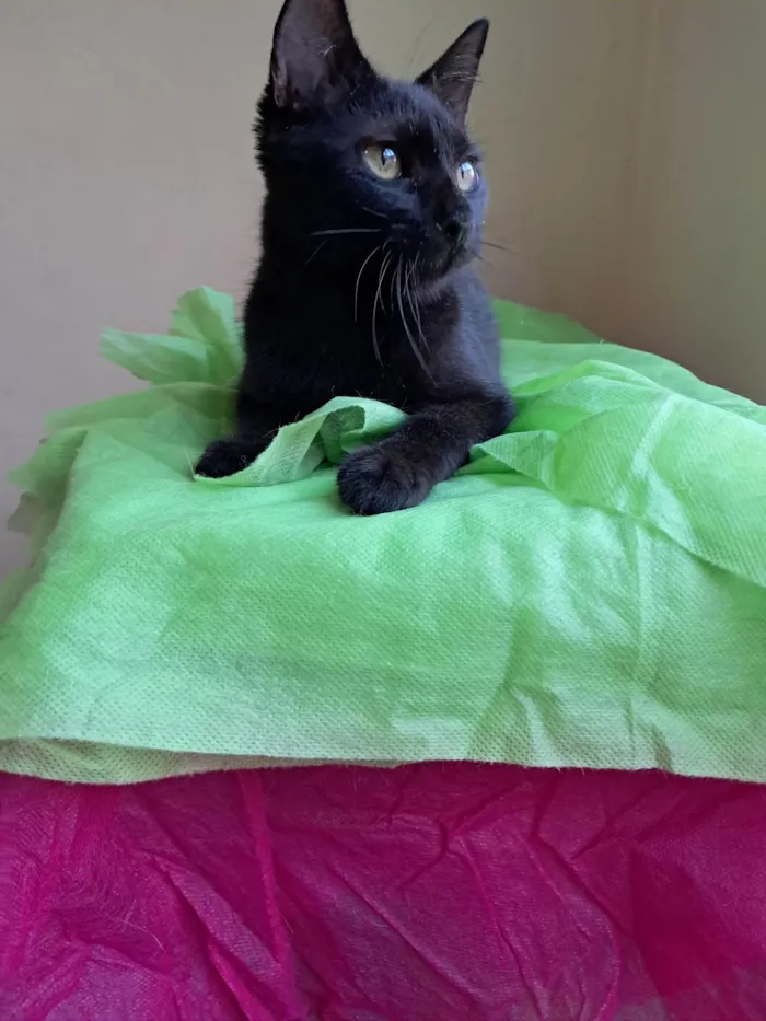Gato ra a SRD-ViraLata idade 2 a 6 meses nome Frank