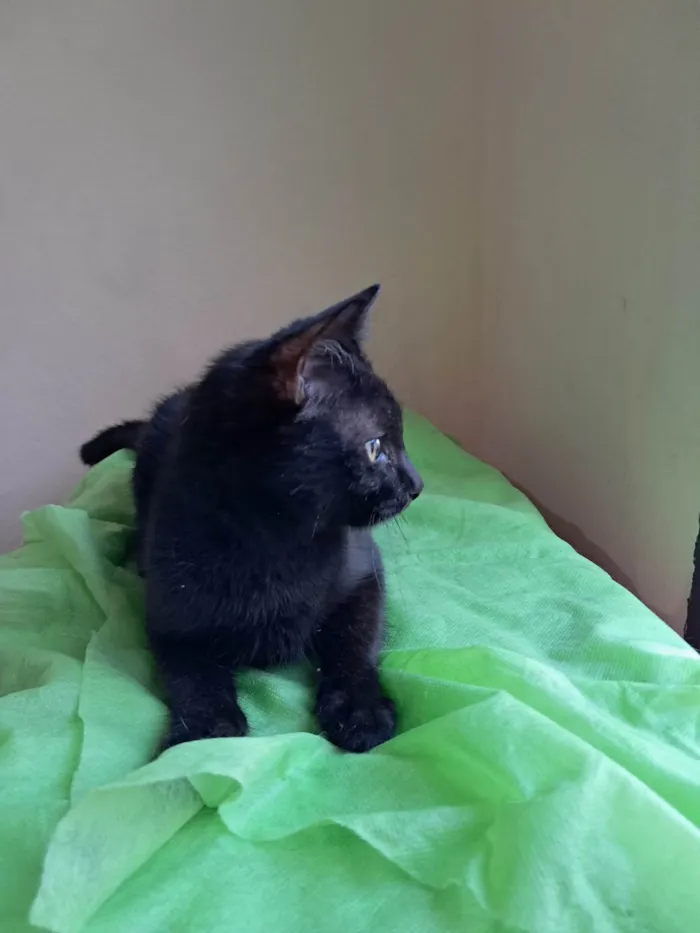 Gato ra a SRD-ViraLata idade 2 a 6 meses nome Frank