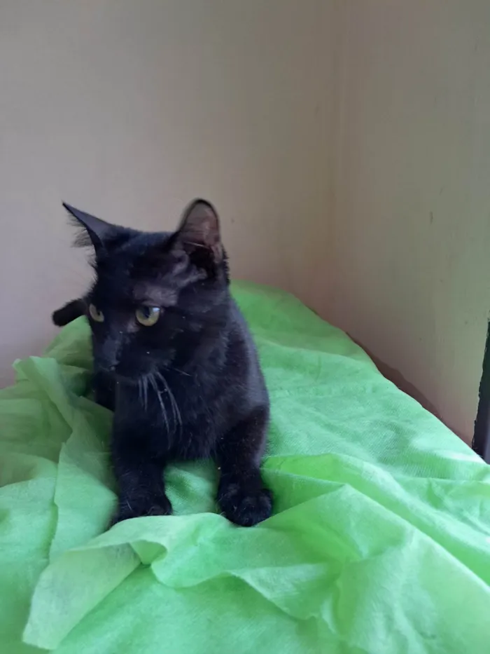 Gato ra a SRD-ViraLata idade 2 a 6 meses nome Frank