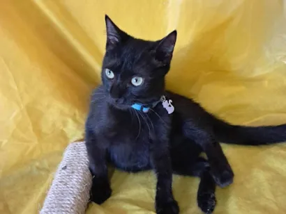 Gato raça SRD-ViraLata idade 2 a 6 meses nome Frank