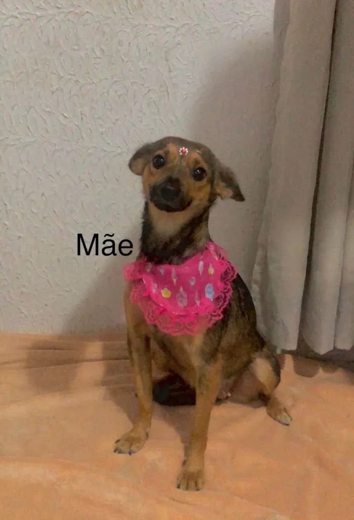 Cachorro ra a SRD-ViraLata idade Abaixo de 2 meses nome FILHOTES