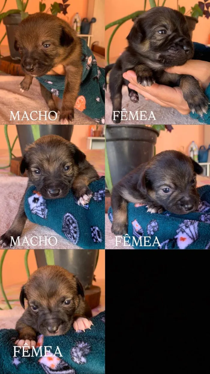 Cachorro ra a SRD-ViraLata idade Abaixo de 2 meses nome FILHOTES