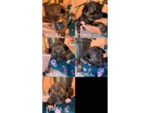 Cachorro raça SRD-ViraLata idade Abaixo de 2 meses nome FILHOTES