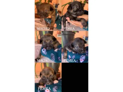 Cachorro raça SRD-ViraLata idade Abaixo de 2 meses nome FILHOTES