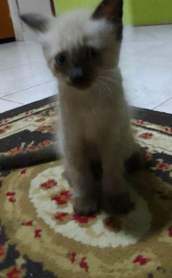 Gato ra a SRD-ViraLata idade 2 a 6 meses nome Não tem 