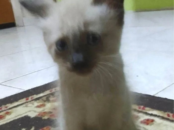 Gato ra a SRD-ViraLata idade 2 a 6 meses nome Não tem 