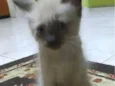 Não tem