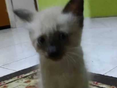 Gato raça SRD-ViraLata idade 2 a 6 meses nome Não tem 