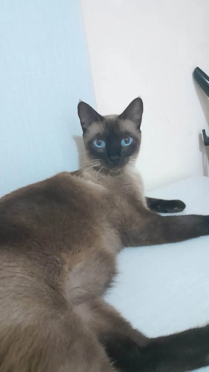 Gato ra a SRD-ViraLata idade 6 ou mais anos nome Harry