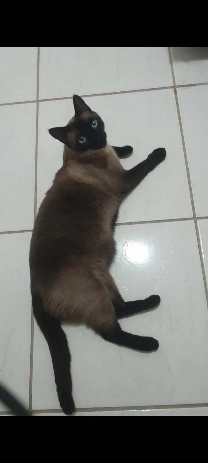 Gato ra a SRD-ViraLata idade 6 ou mais anos nome Harry