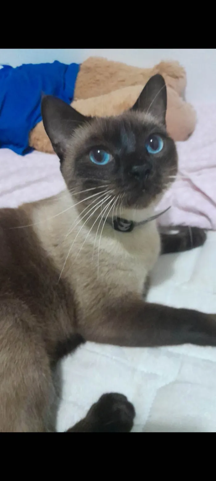 Gato ra a SRD-ViraLata idade 6 ou mais anos nome Harry