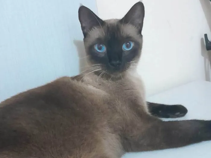 Gato ra a SRD-ViraLata idade 6 ou mais anos nome Harry