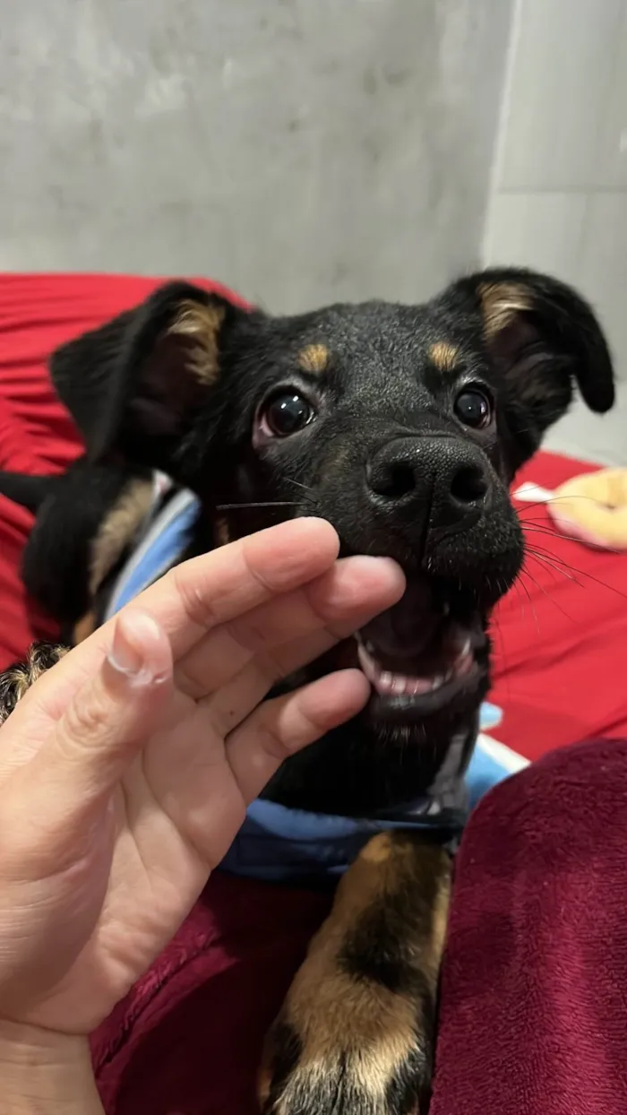 Cachorro ra a SRD-ViraLata idade 2 a 6 meses nome Apollo 