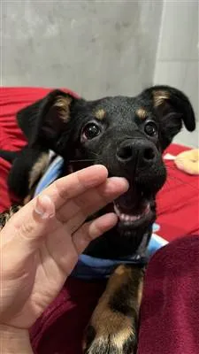 Cachorro raça SRD-ViraLata idade 2 a 6 meses nome Apollo 