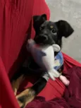 Apollo