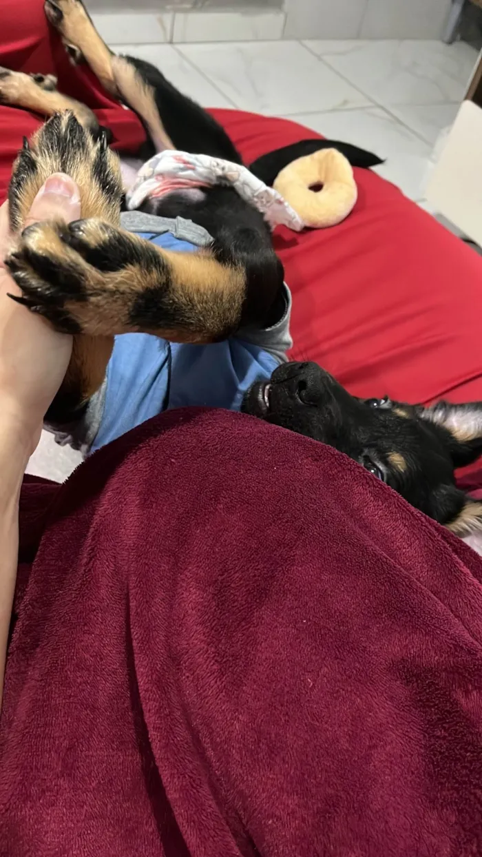 Cachorro ra a SRD-ViraLata idade 2 a 6 meses nome Apollo 