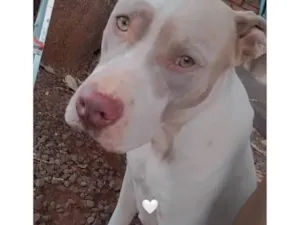 Cachorro raça Pit-Bull idade 3 anos nome Mônica 
