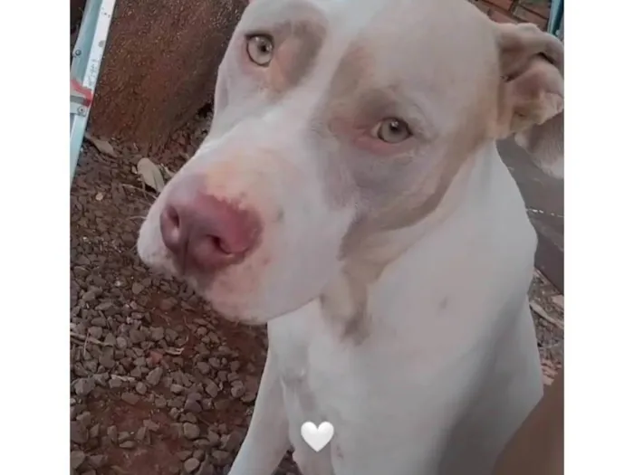 Cachorro ra a Pit-Bull idade 3 anos nome Mônica 
