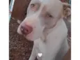 Mônica