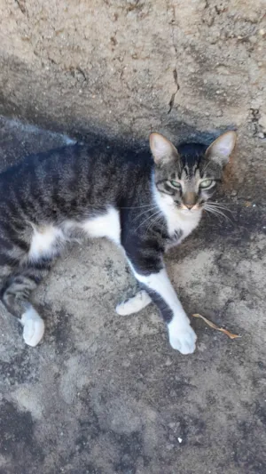 Gato raça SRD-ViraLata idade 2 anos nome Bento