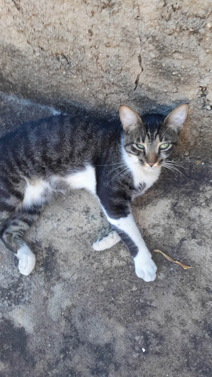 Gato ra a SRD-ViraLata idade 2 anos nome Bento