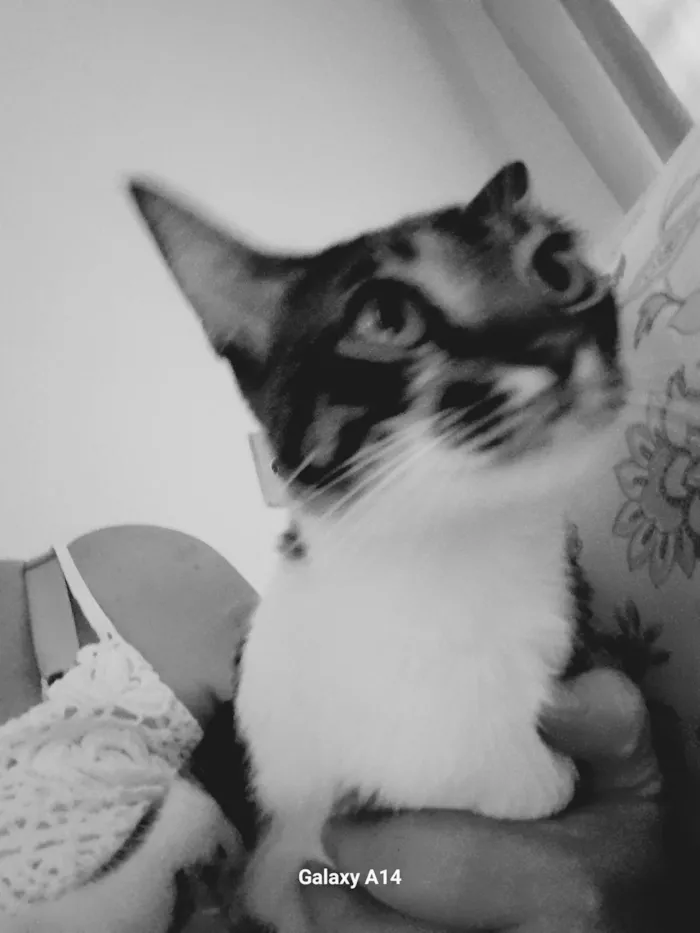 Gato ra a SRD-ViraLata idade 2 anos nome Bento