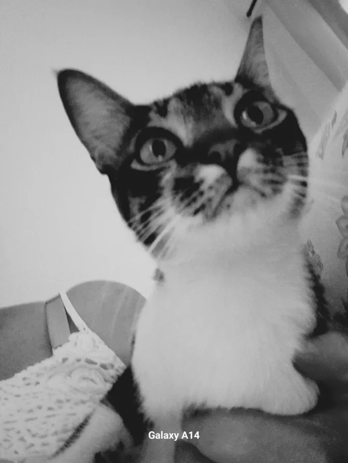 Gato ra a SRD-ViraLata idade 2 anos nome Bento